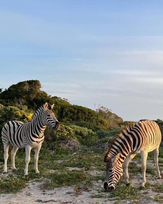 Ocean Retreat, Romansbaai คานสบาย ภายนอก รูปภาพ